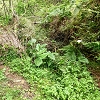 Plants: image 36 Of 208 Thumb